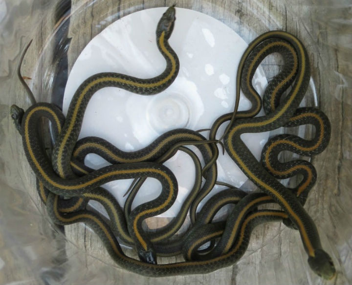 Santa Cruz Garter Snakes